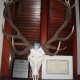 Trofeo premiato alla Mostra di Ganna Liglio 2011 cervo medaglia oro punte regolari 18. Punti 205,2.